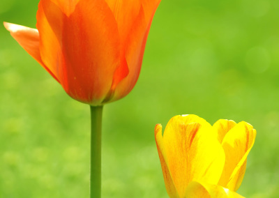 Orange and Yellow Tulips in the Garden