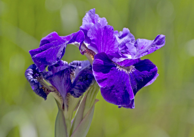 purple-flowers-1113tm-pic-1484