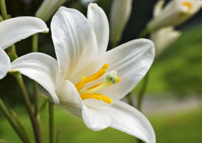 White lily closeup